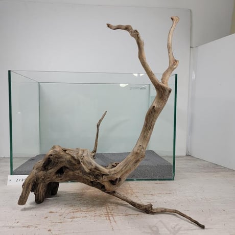 MRW-5337 特大赤系流木 切り株流木 一点物 アクアリウム