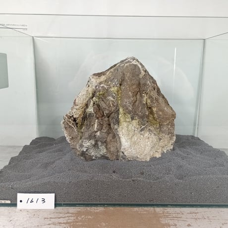 BIG木化石　１点もの　NO.1613（W約22cm/H約22cm)(45cm水槽）