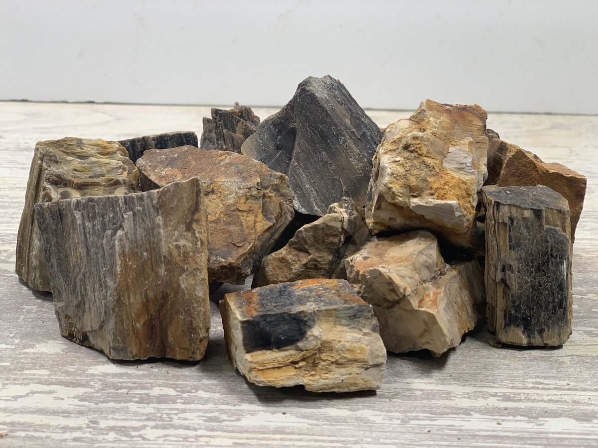 木の化石4点セット 木の化石4点セット