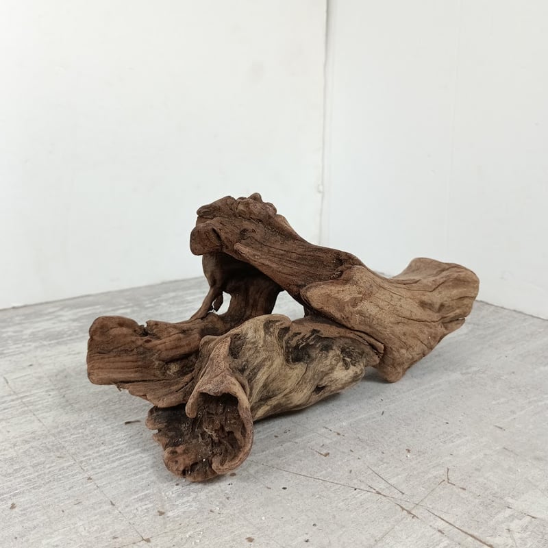 穴あきマングローブ系流木 MSサイズ オンリーワン ☆現物撮影 1点 No