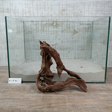 マングローブ系流木.     Mサイズ(W約26cm)・オンリーワン ★現物撮影  1点　No.1831（45cm水槽)