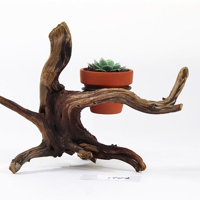 1.5号鉢ホルダー付き流木 卓上型 No.1984 | 流木専門店のアクアリバー