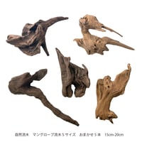 マングローブ系流木 Sサイズ15cm〜25cm  おまかせ5本×１セット（合計５本）