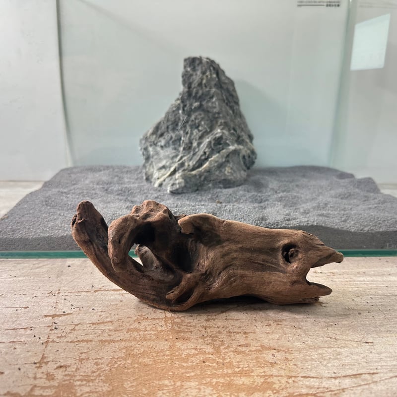 巨大！　流木　マングローブ系　ホーンウッド系　アクアリウム マングローブ系流木 MSサイズ(W約20cm)・オンリーワン ☆現物撮影 1点