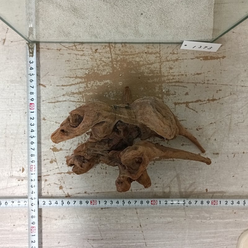 極美型　⭐︎大型マングローブ流木⭐︎ 美マングローブ系流木 Lサイズ オンリーワン ☆現物撮影 1点 No