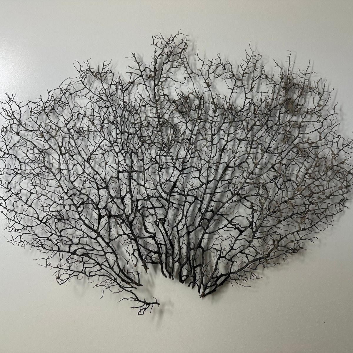 ウミウチワ　60cmX35cm　送料無料 ウミウチワ 60cmX35cm 送料無料 ウミウチワ 60cmX35cm 送料無料