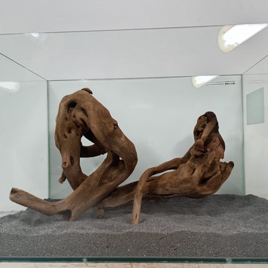 極美型　⭐︎大型マングローブ流木⭐︎ 美マングローブ系流木 Lサイズ オンリーワン ☆現物撮影 1点 No