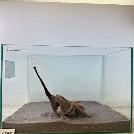 マングローブ系流木   Mサイズ・オンリーワン ★現物撮影  1点　No.6500 (W約28cm）