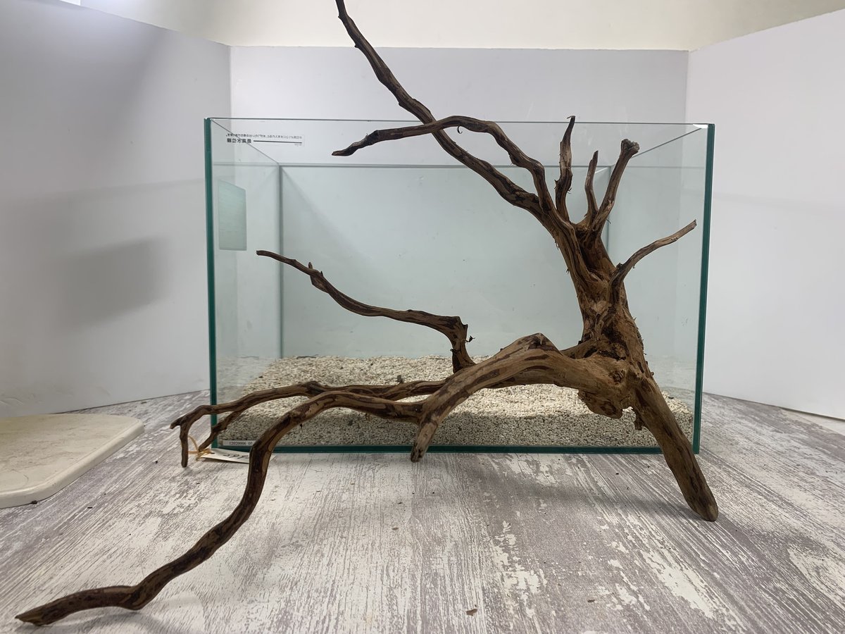 天然流木アクアリウムADA インテリア煮沸済み【31】