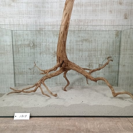 お買い得ビッグネシア流木 ブラウンタイプ　3Lサイズ　1点ものNo.1819【W約 54cm】