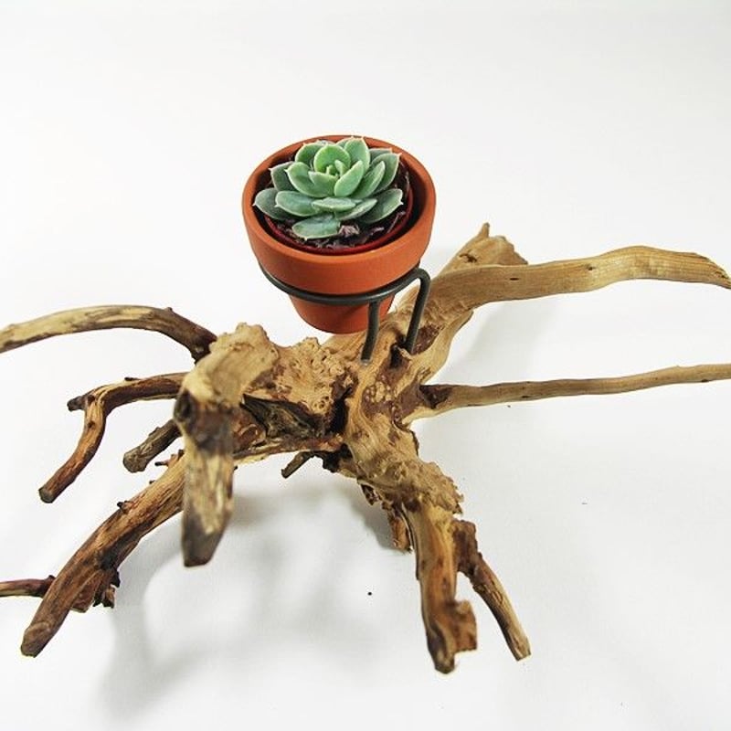 1.5号鉢ホルダー付き流木 卓上型 No.1974 | 流木専門店のアクアリバー