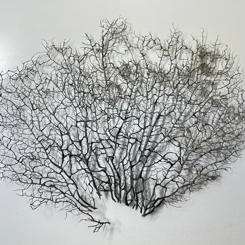 ウミウチワ 1点物 （W約43cm/H約33cm) No.5054 | 流木専門店の