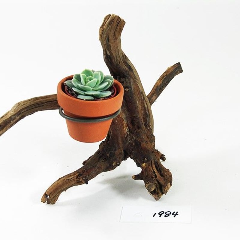 1.5号鉢ホルダー付き流木 卓上型 No.1984 | 流木専門店のアクアリバー