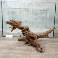 マングローブ系流木   MLサイズ　オンリーワン ★現物撮影  1点　No.1833(W約31㎝)