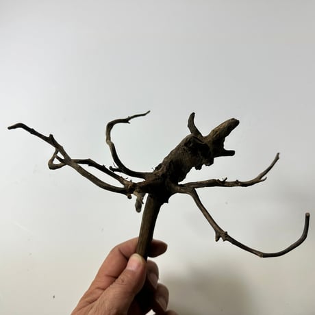 ネシア流木 ブラックタイプSサイズ約10cmから20cm    形状おまかせ(合計10本）５本×２セット　1点もの