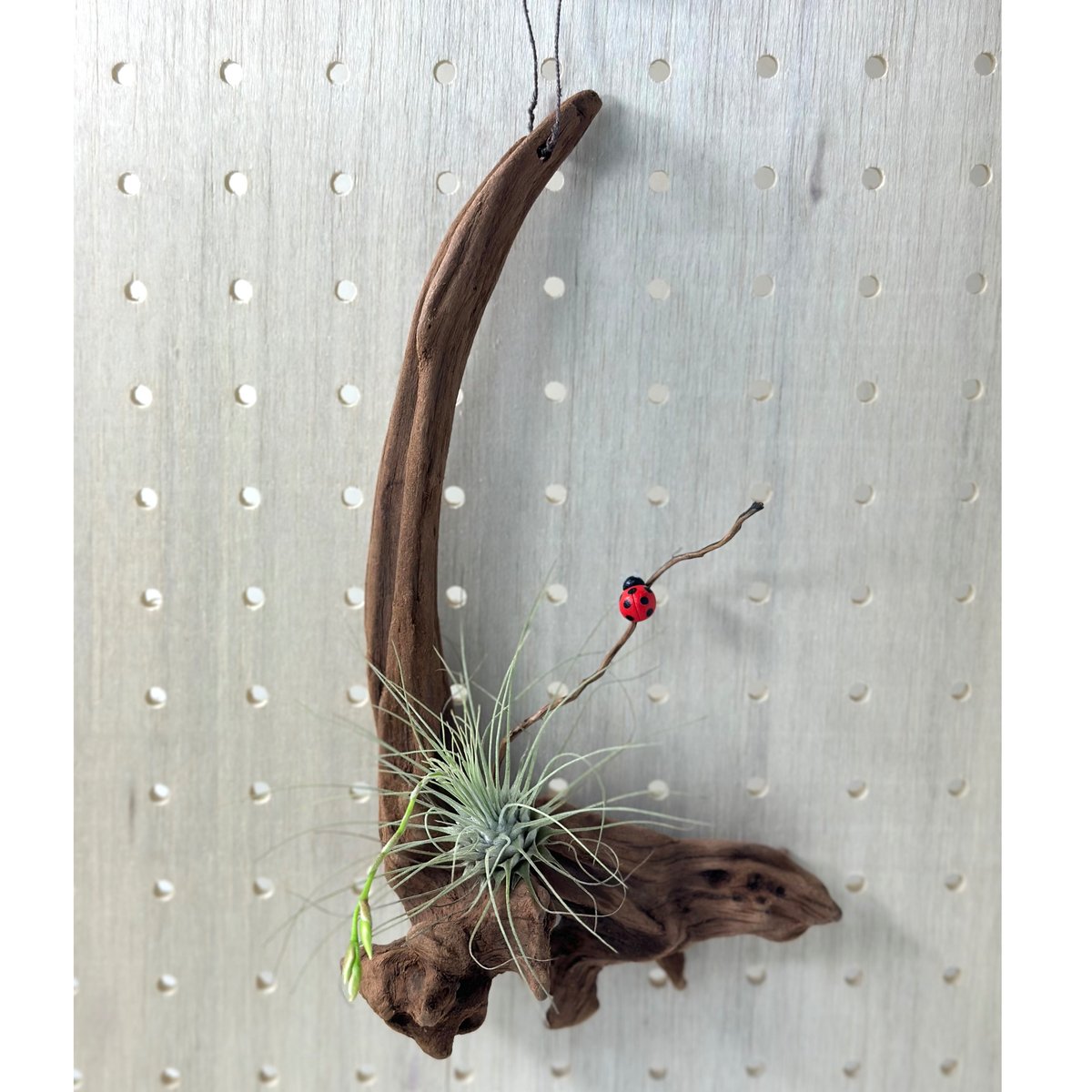 ハンギング流木 (てんとう虫装飾付き） No.4849 | 流木専門店の