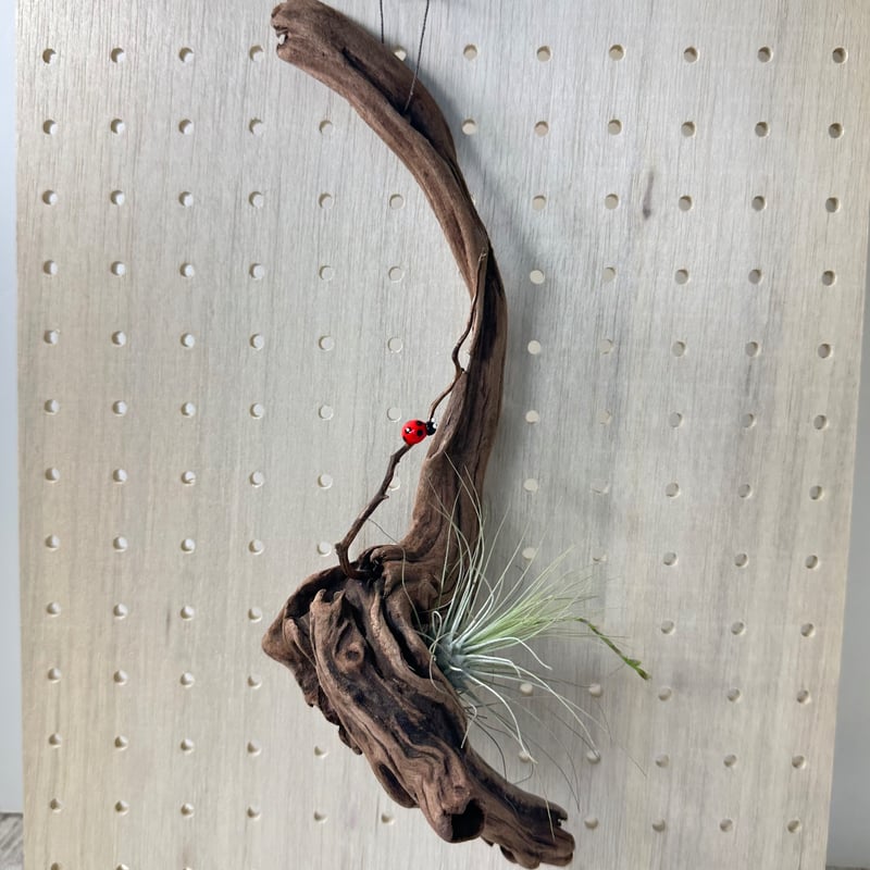 ハンギング流木 (てんとう虫装飾付き） No.4847 | 流木専門店のアクア