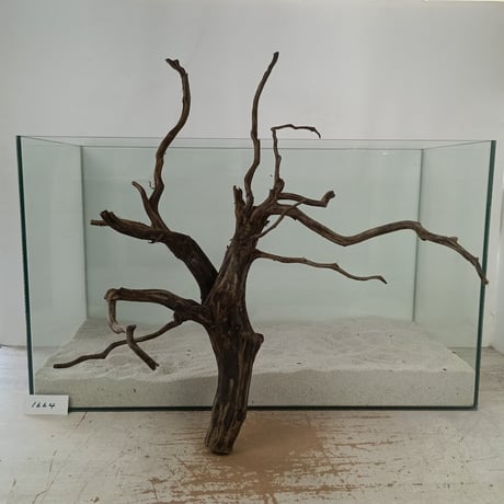 CATEGORY ブランチ系流木 | 流木専門店のアクアリバー/アクアリウム