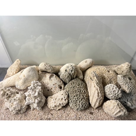 サンゴ石　5kg セット (現物撮影）No.5002