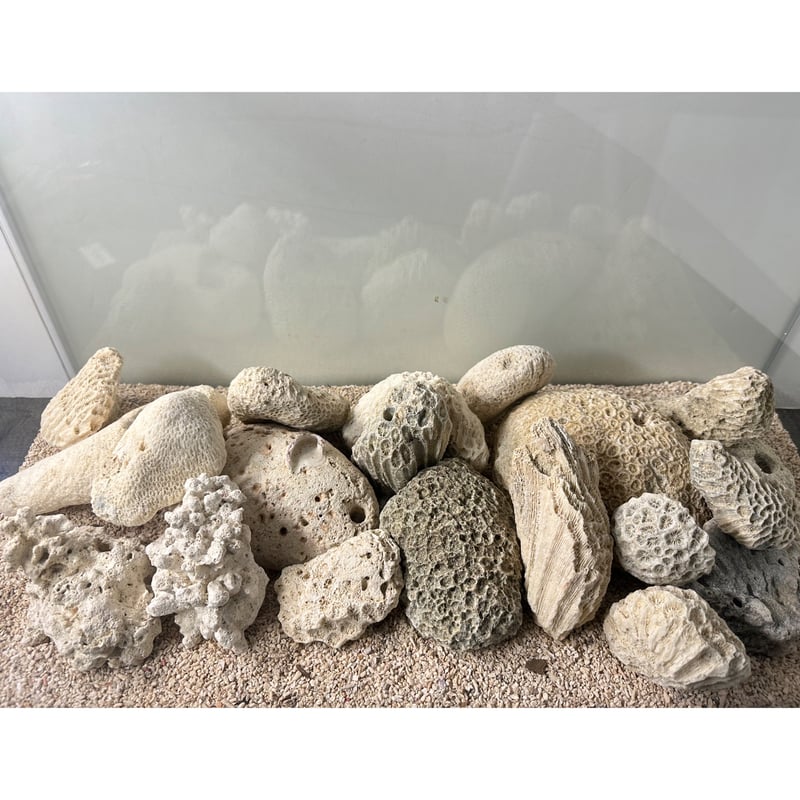 サンゴ石 5kg セット (現物撮影）No.5002 | 流木専門店のアクアリバー