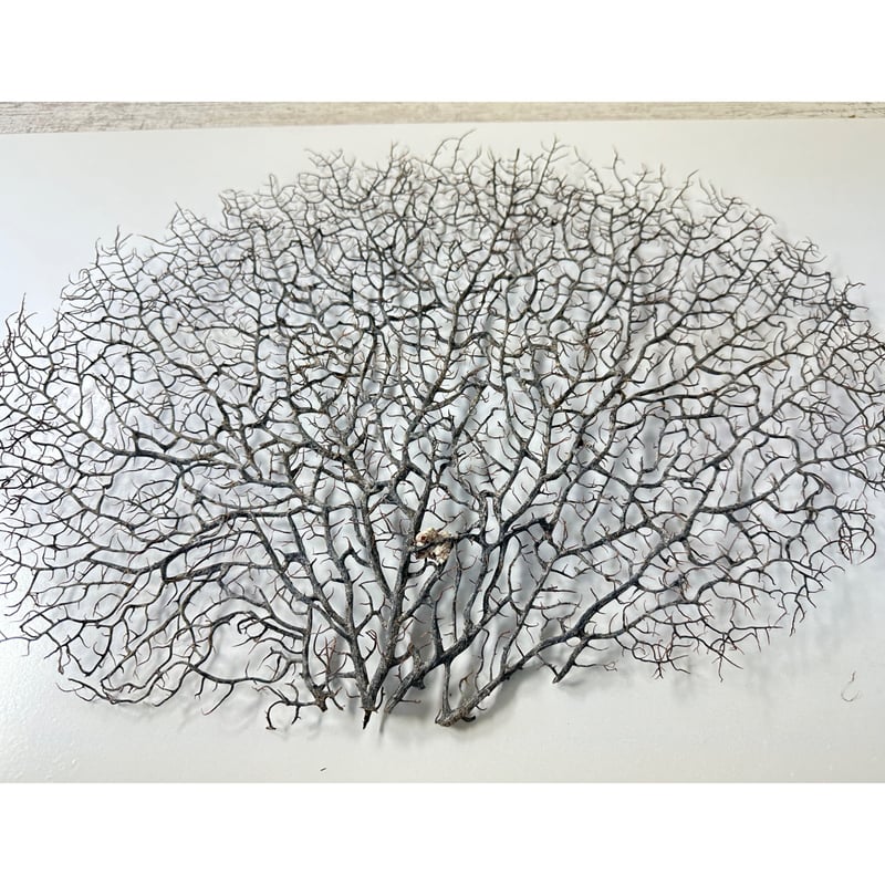 アクアリウム　インテリア　ウミウチワ　工作　造形　天然素材　塩抜き　海からの贈物 アクアリウム インテリア ウミウチワ 工作 造形 天然素材 塩抜き 海