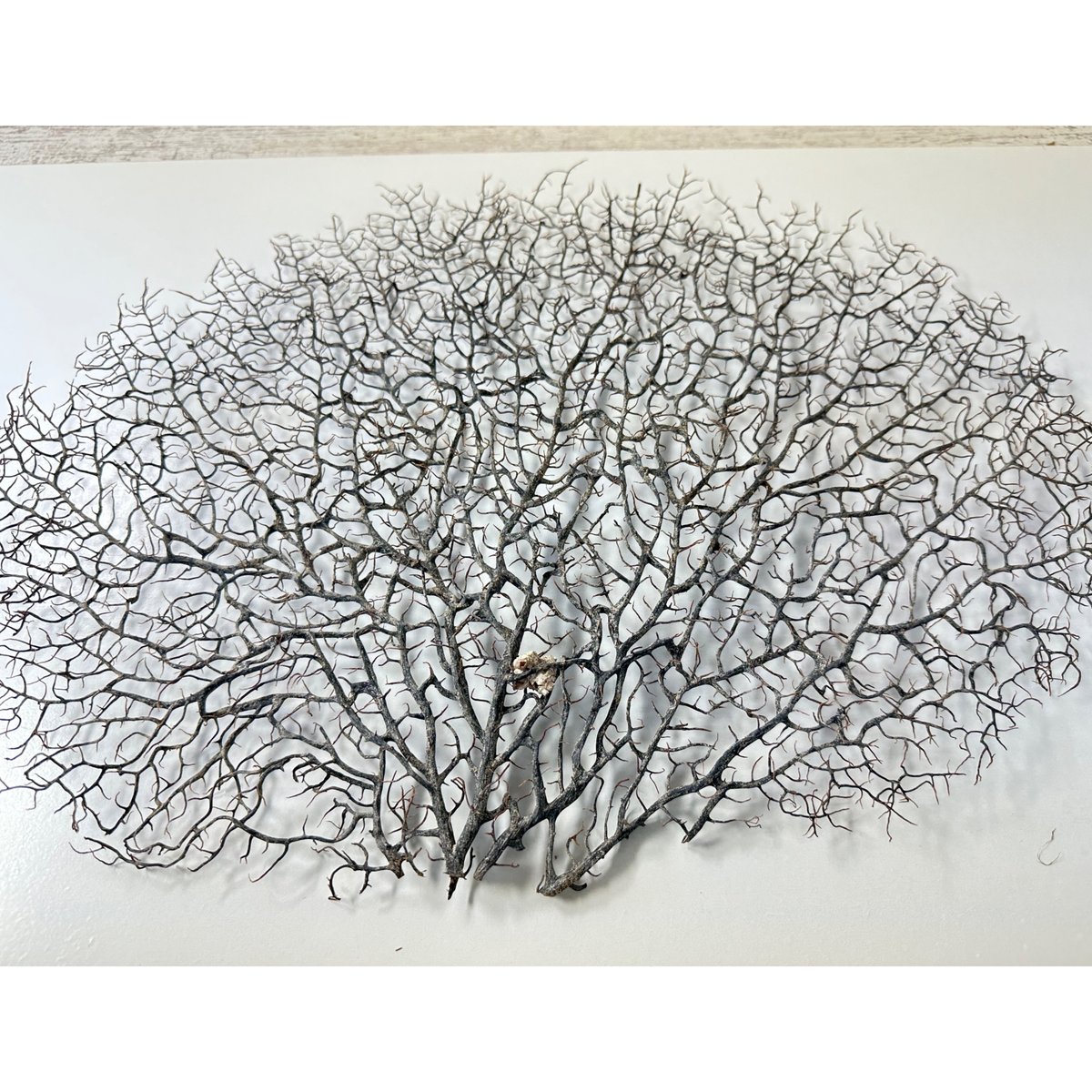 ウミウチワ 1点物 （W約43cm/H約33cm) No.5054 | 流木専門店の