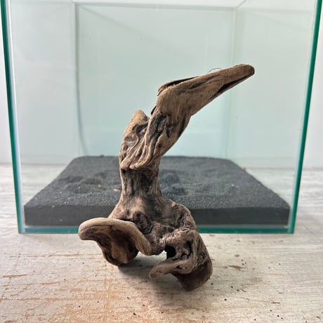 流木　約52㎝ CATEGORY Sサイズ | 流木専門店のアクアリバー/アクアリウム