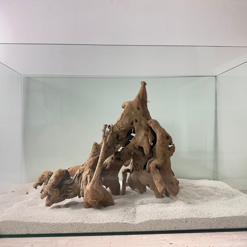 希少マングローブ系流木 BIG(W約30cm/30cm)・オンリーワン ☆現物撮影