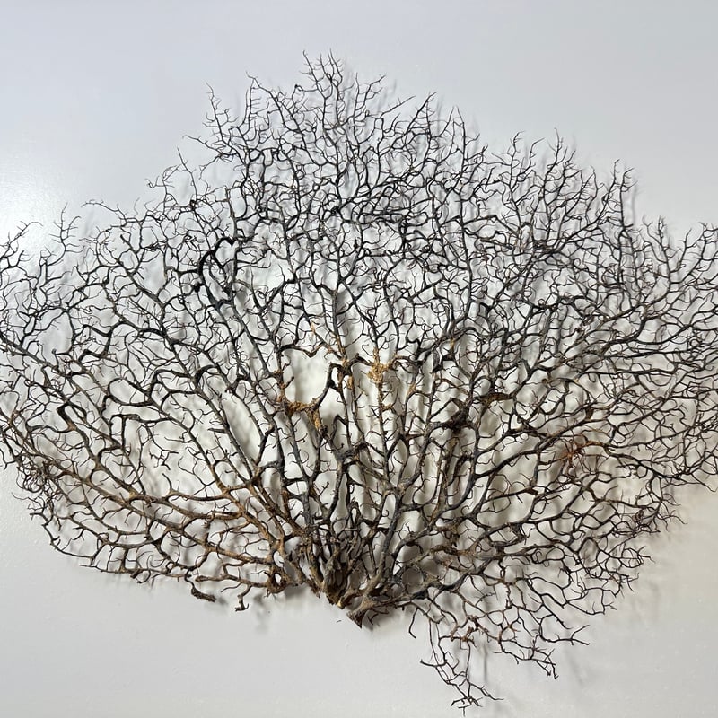 ウミウチワ 1点物 （W約46cm/H約38cm) No.5052 | 流木専門店