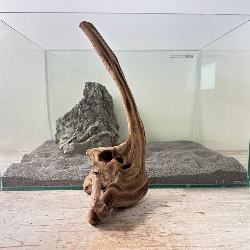 マングローブ系流木. MLサイズ(W約29cm)・オンリーワン ☆現物撮影 1点