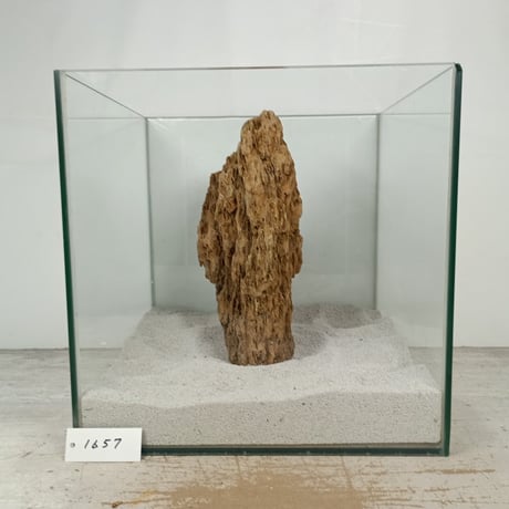 BIG気孔石　１点もの　No.1657（W約27cm)(30cm水槽）