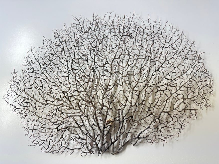 ウミウチワ入荷しました。 | 流木専門店のアクアリバー