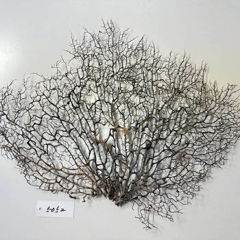 ウミウチワ 1点物 （W約46cm/H約38cm) No.5052 | 流木専門店の