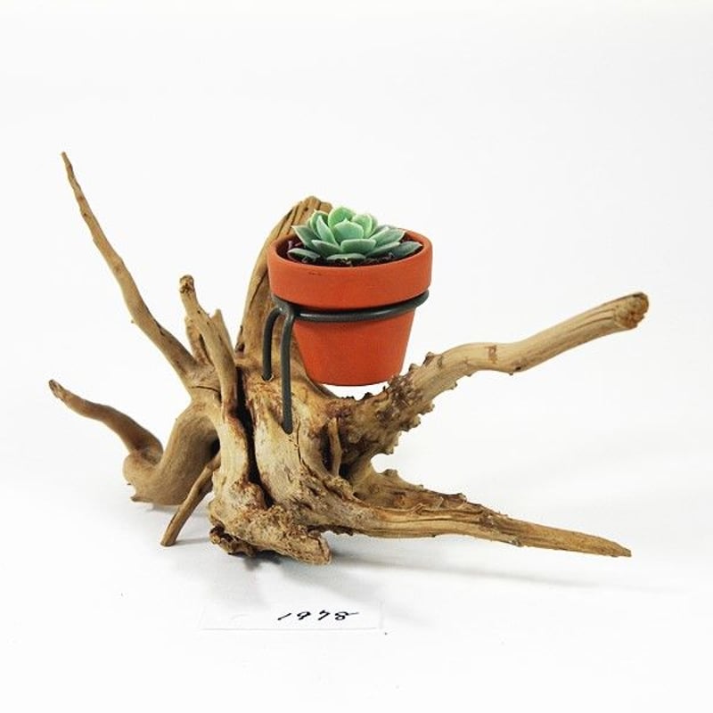 レトロ！流木置物　飾り 流木インテリア うねりを描く古木風の流木スタンド ランタンやエア