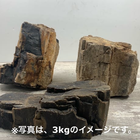 木炭化石（木化石）‼️とても珍しい‼️ 木炭化石（木化石）‼️とても珍しい‼️