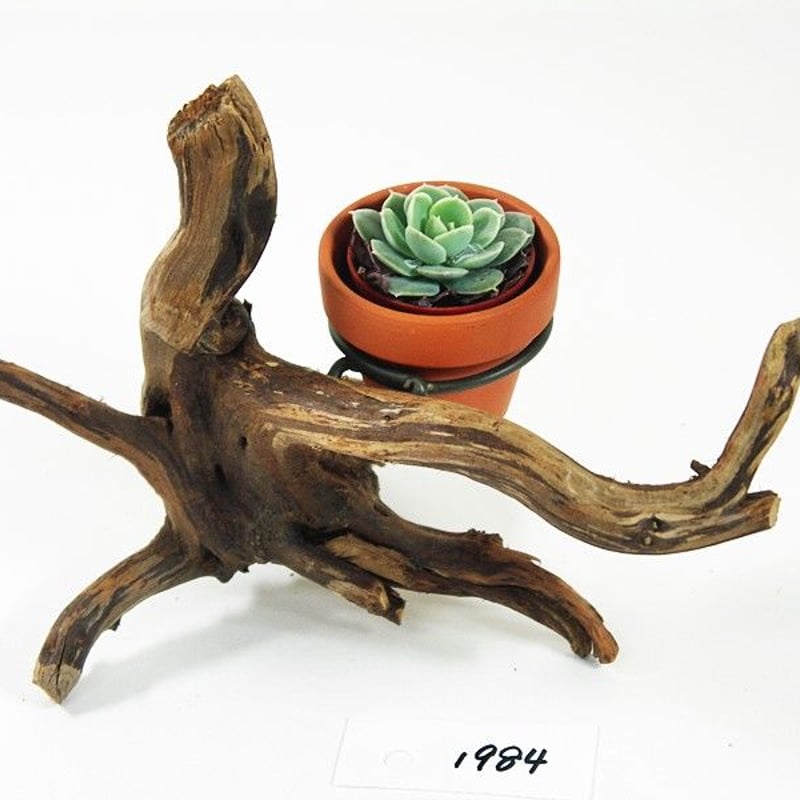 1.5号鉢ホルダー付き流木 卓上型 No.1984 | 流木専門店のアクアリバー