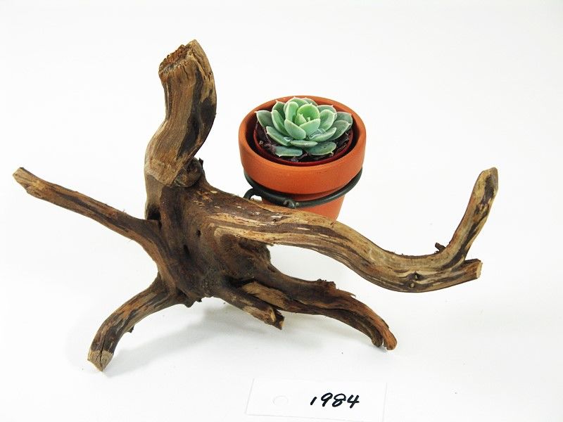 1.5号鉢ホルダー付き流木 卓上型 No.1984 | 流木専門店のアクアリバー