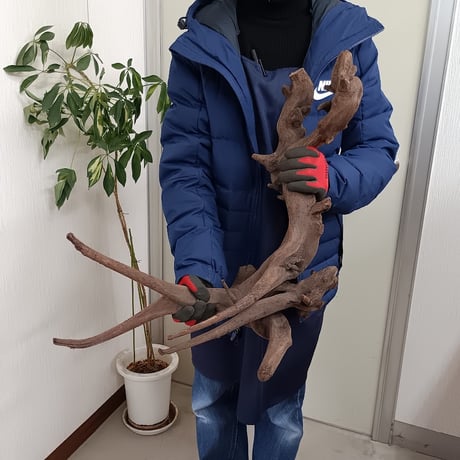 CATEGORY 流木（全種類） | 流木専門店のアクアリバー/アクアリウム