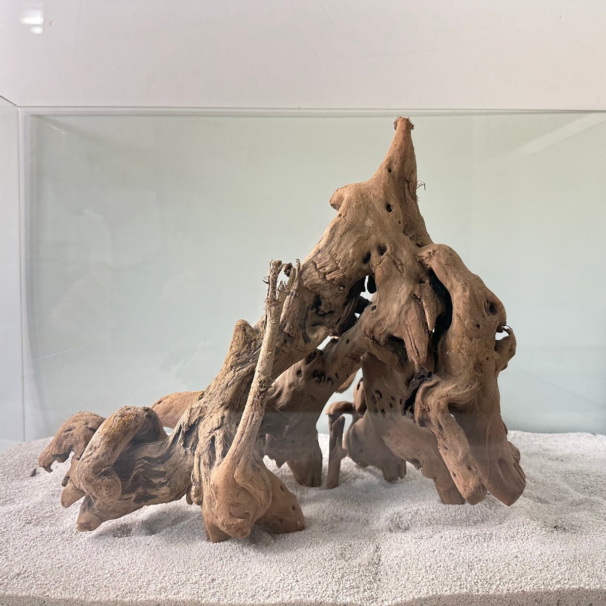 装飾用最高級流木★マングローブ系プレミアム Amazon.co.jp: プレミアム マングローブ系 流木 : ペット用品