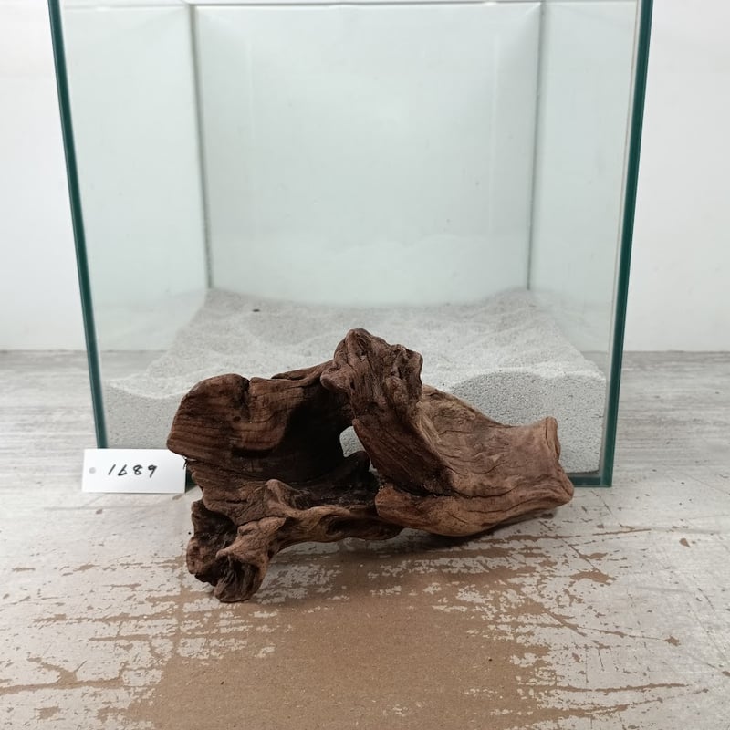 穴あきマングローブ系流木 MSサイズ オンリーワン ☆現物撮影 1点 No