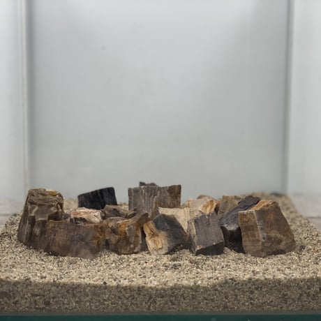 ミニ木化石 １kg セット