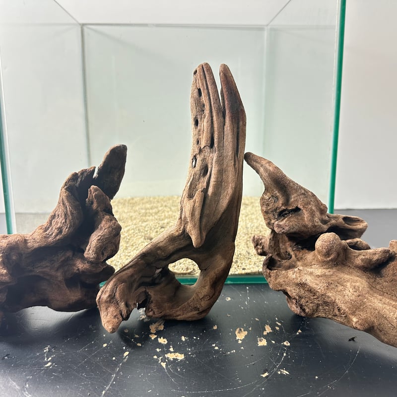 セール商品が満載 3本組マングローブ系流木 Sサイズ15cm〜25cm （合計3本） No その他