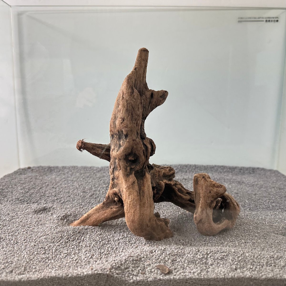 マングローブ系流木 Mサイズ(W約20cm)・オンリーワン ☆現物撮影 1点