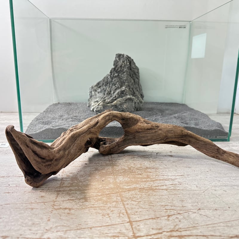 流木 マングローブ系流木. 2Lサイズ(W約38cm)・オンリーワン ☆現物撮影 1点