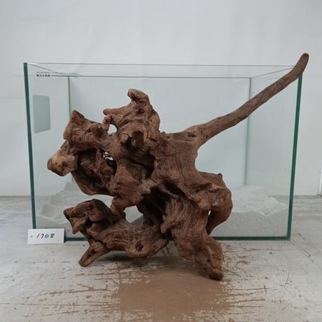 CATEGORY マングローブ系流木 | 流木専門店のアクアリバー