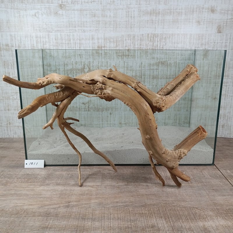 流木Q  高さ約80cm 流木販売