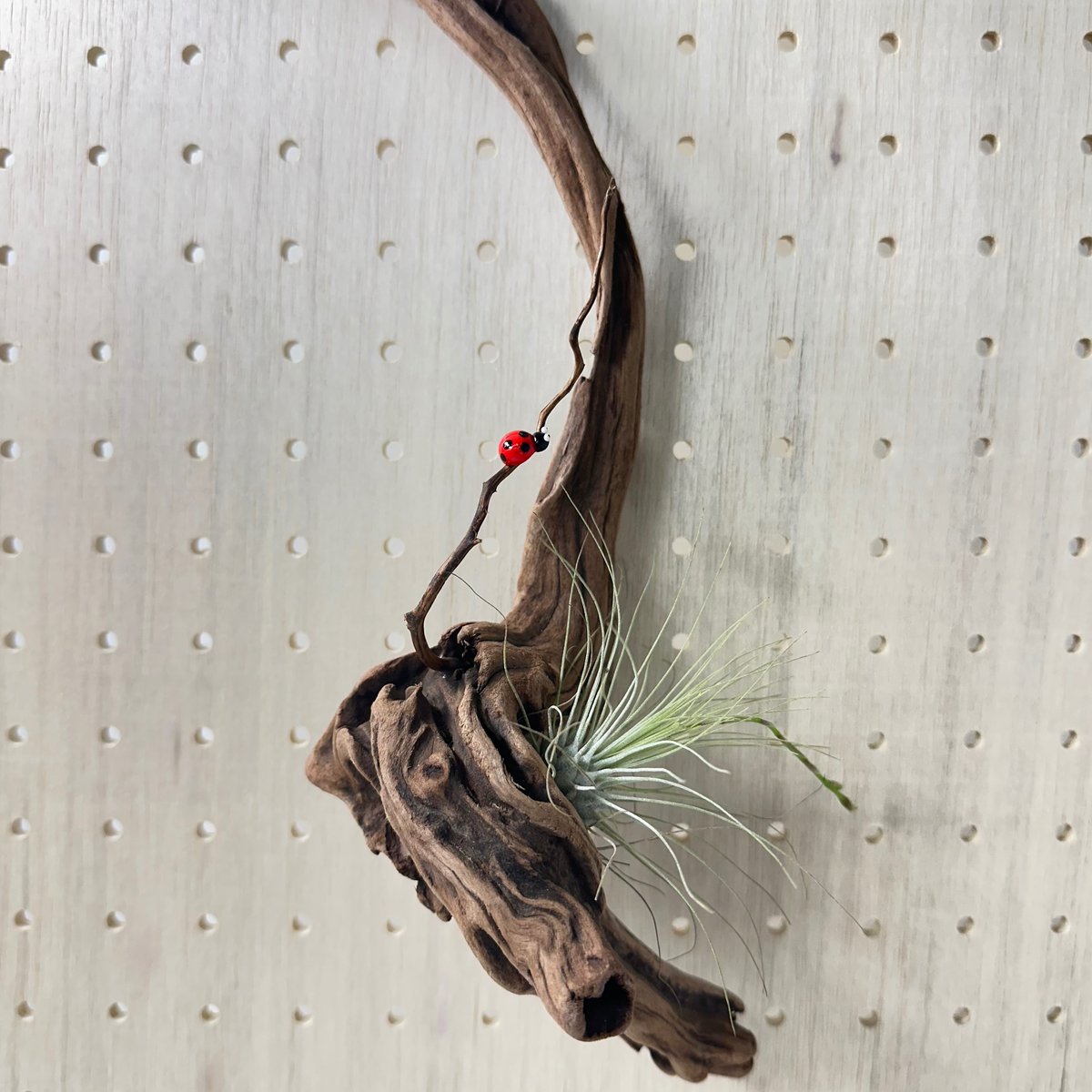 大型流木 81THieY9dTL._UF350,350_QL50_.jpg