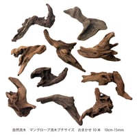 マングローブ系流木 プチサイズ 約10～15㎝  10本入×１セット（合計10本）