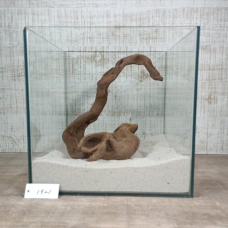 くねくねマングローブ系流木   MLサイズ　オンリーワン ★現物撮影  1点　No.1921(W約27㎝）トンネル、アーチ
