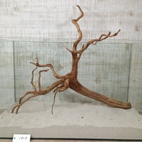 お買い得ビッグネシア流木 ブラウンタイプ　3Lサイズ　1点ものNo.1819【W約 54cm】